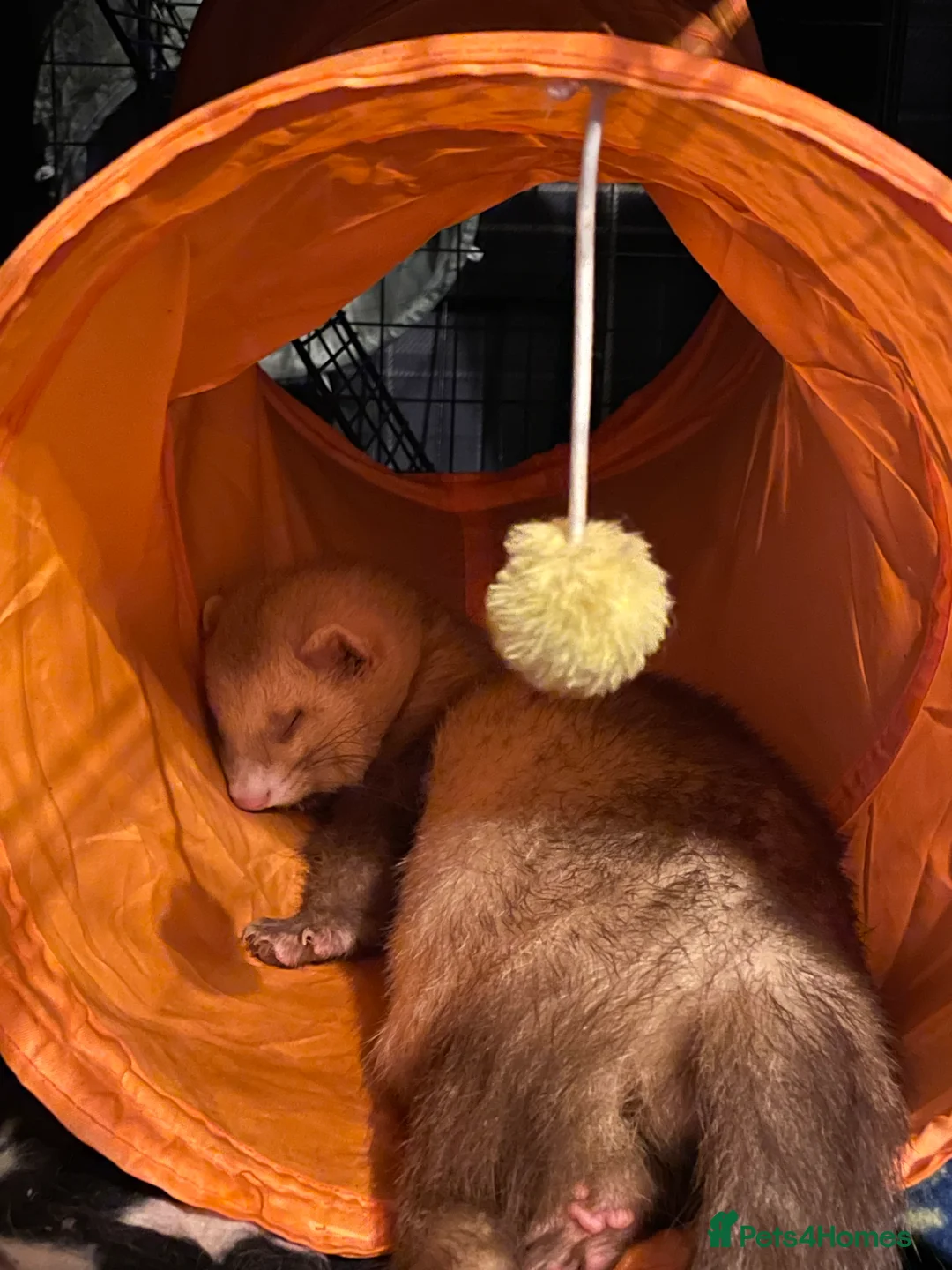 Ferret rodents for sale: Two gorgeous male ferret brothers for sale - Advert 6