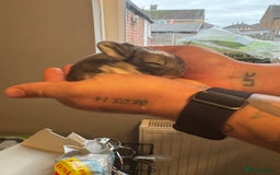 Mixed Breed rabbits for sale: Dwarf lion head/mini lop babies  - Advert 3