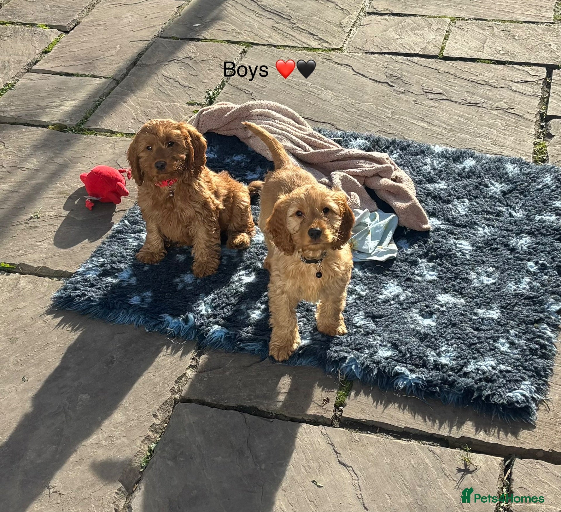 Cockapoo dogs for sale: F1 Cockapoo puppies Ready now. - Advert 9