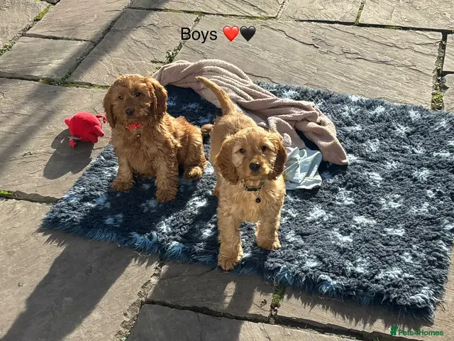 Cockapoo dogs for sale: F1 Cockapoo puppies Ready now. - Advert 9