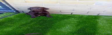 Labrador Retriever 8 purple Stripe 