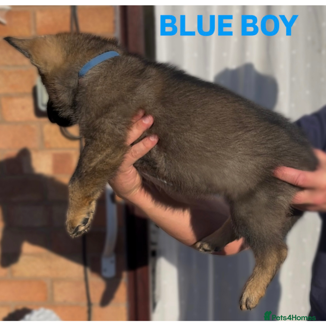 German Shepherd dogs for sale: Czech line German shepherds  - Image 11