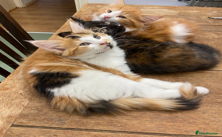 Mixed Breed cats - Advert 2