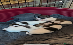 Jack Russell dogs for sale: Jack Russell puppies  - Image 3
