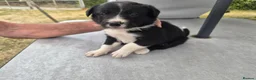 Border Collie dogs for sale: Border collie puppy 1 dog available  - Advert 7