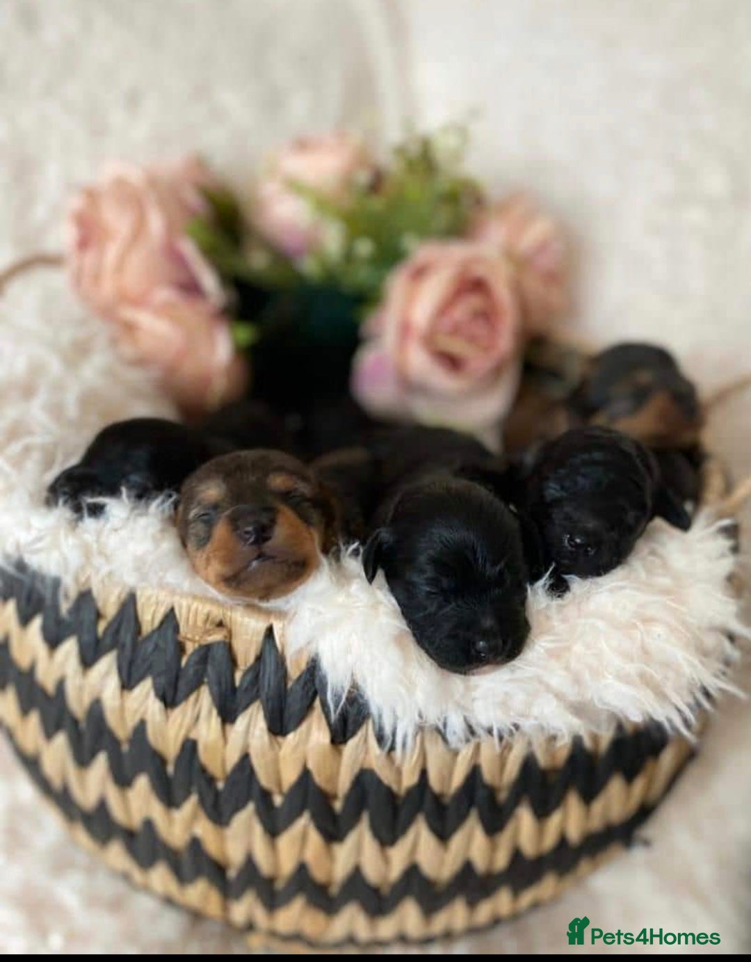 Miniature Poodle dogs for stud: Red Miniature Poodle Stud package Available  in Southampton - Advert 20