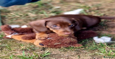 Dachshund dogs - Advert 5