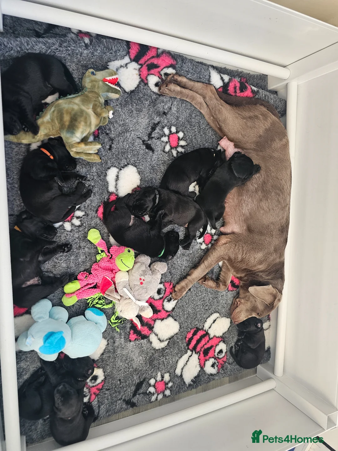 Labrador Retriever dogs for sale: Exceptional Labrador Retriever puppies - Advert 19