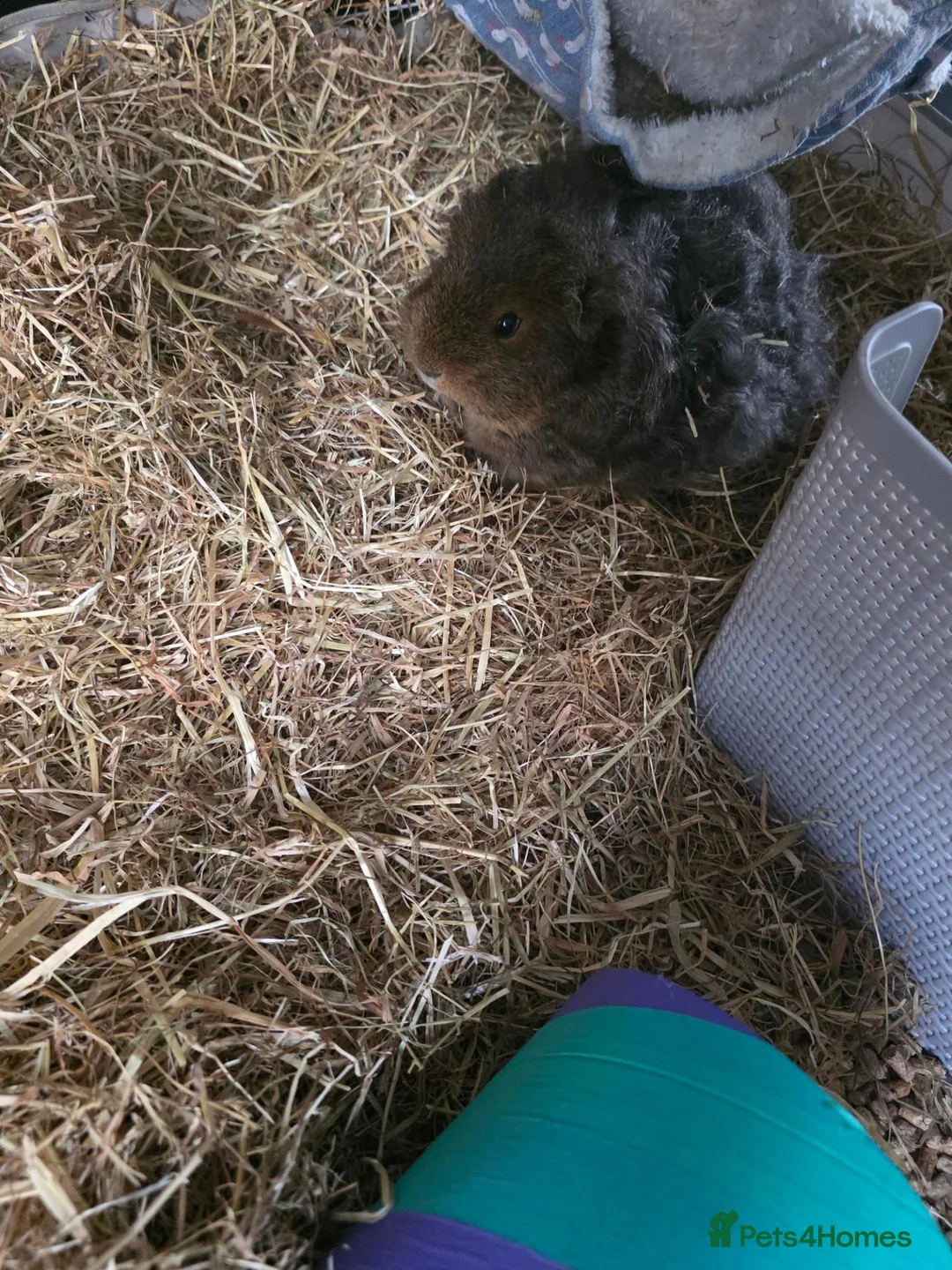 Guinea Pig rodents for sale: Toffee - 1 year old in Huddersfield - Advert 2