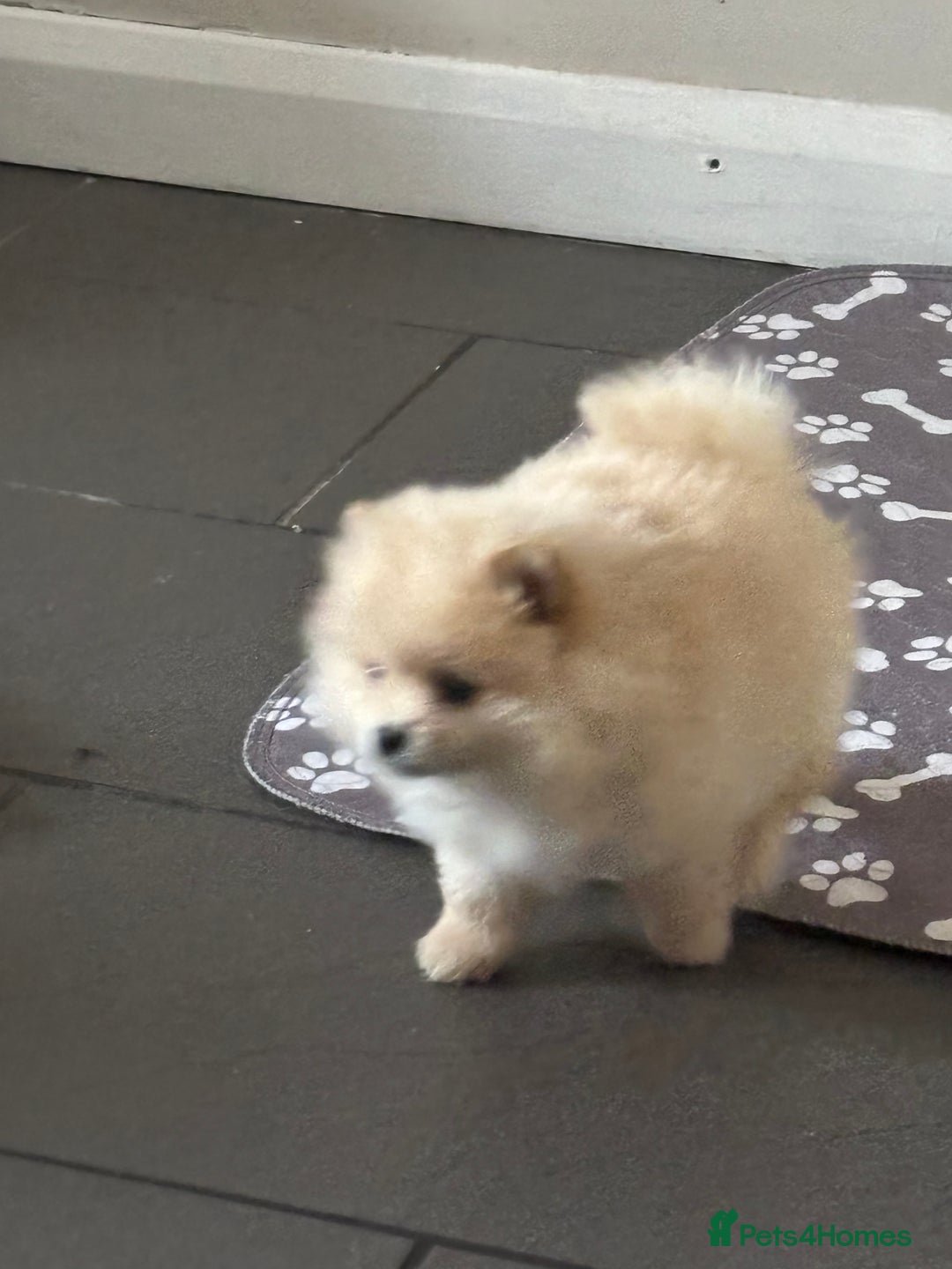 Pomeranian dogs for sale:  Pomeranians pups ready to go on 31st dec  - Advert 20