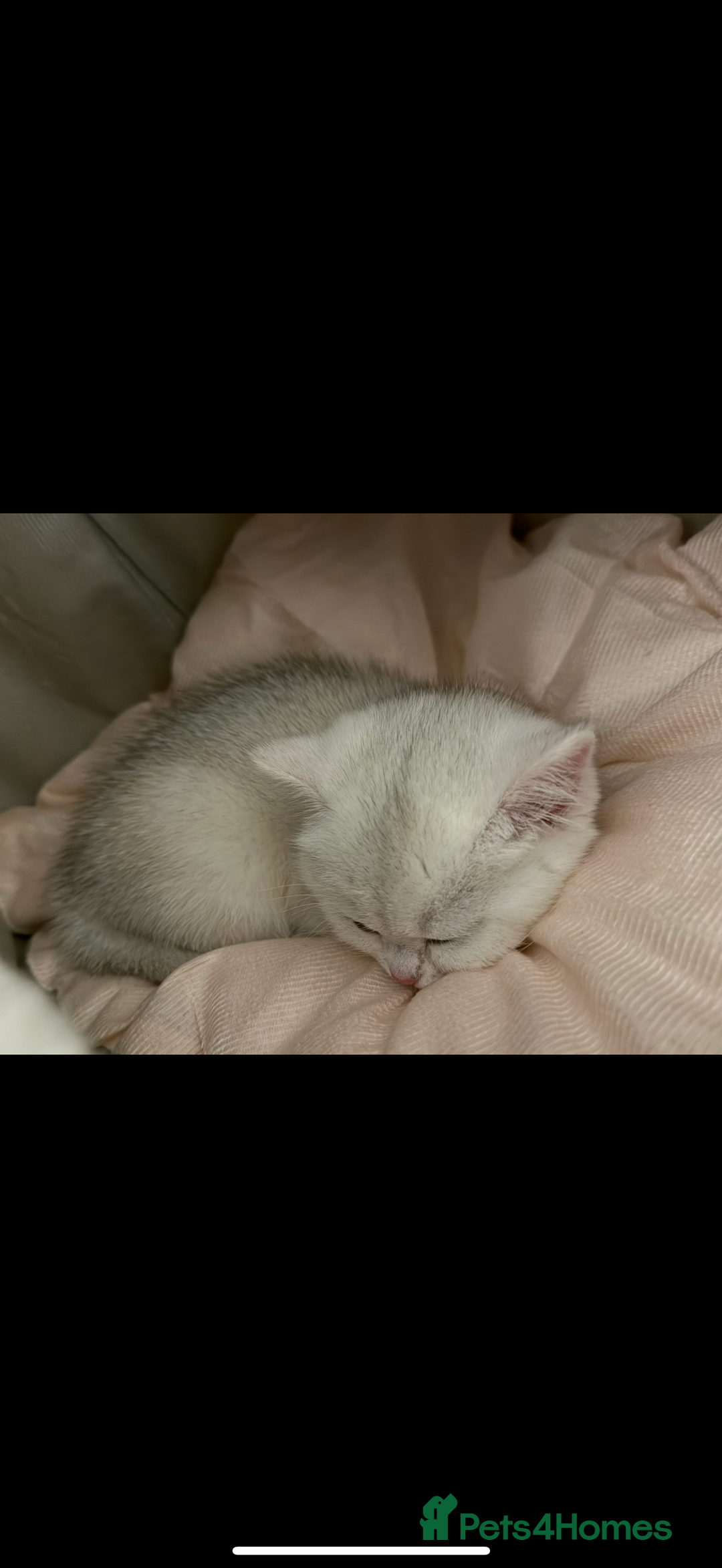 British Shorthair cats for sale: STUNNING GCCF BRITISH SHORTHAIR😍😍 - Advert 8