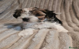 Yorkshire Terrier dogs for sale: Adorable Yorkshire Terrier Biewer Puppies Tricolor - Image 4