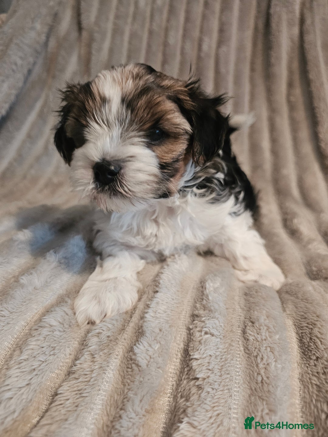 Yorkshire Terrier dogs for sale: Adorable Yorkshire Terrier Biewer Puppies Tricolor - Image 4