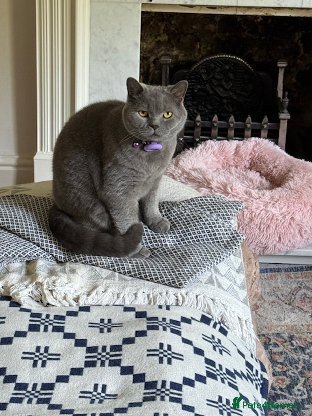 British Shorthair cats for sale: Handsome, shy cat looking for single cat home - Image 3