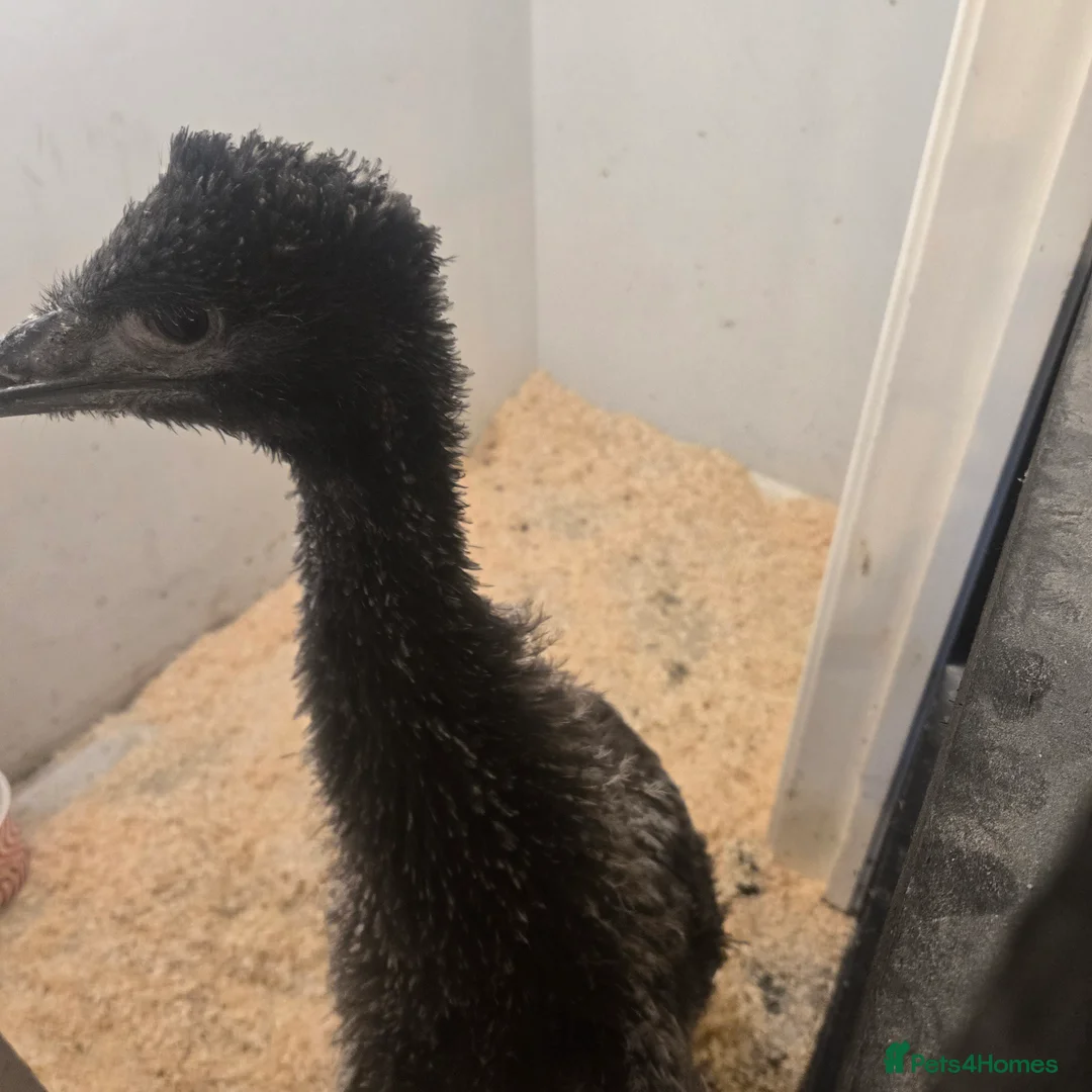 Emus poultry for sale: Emu female for sale hatched my me loves people  in Telford - Advert 5