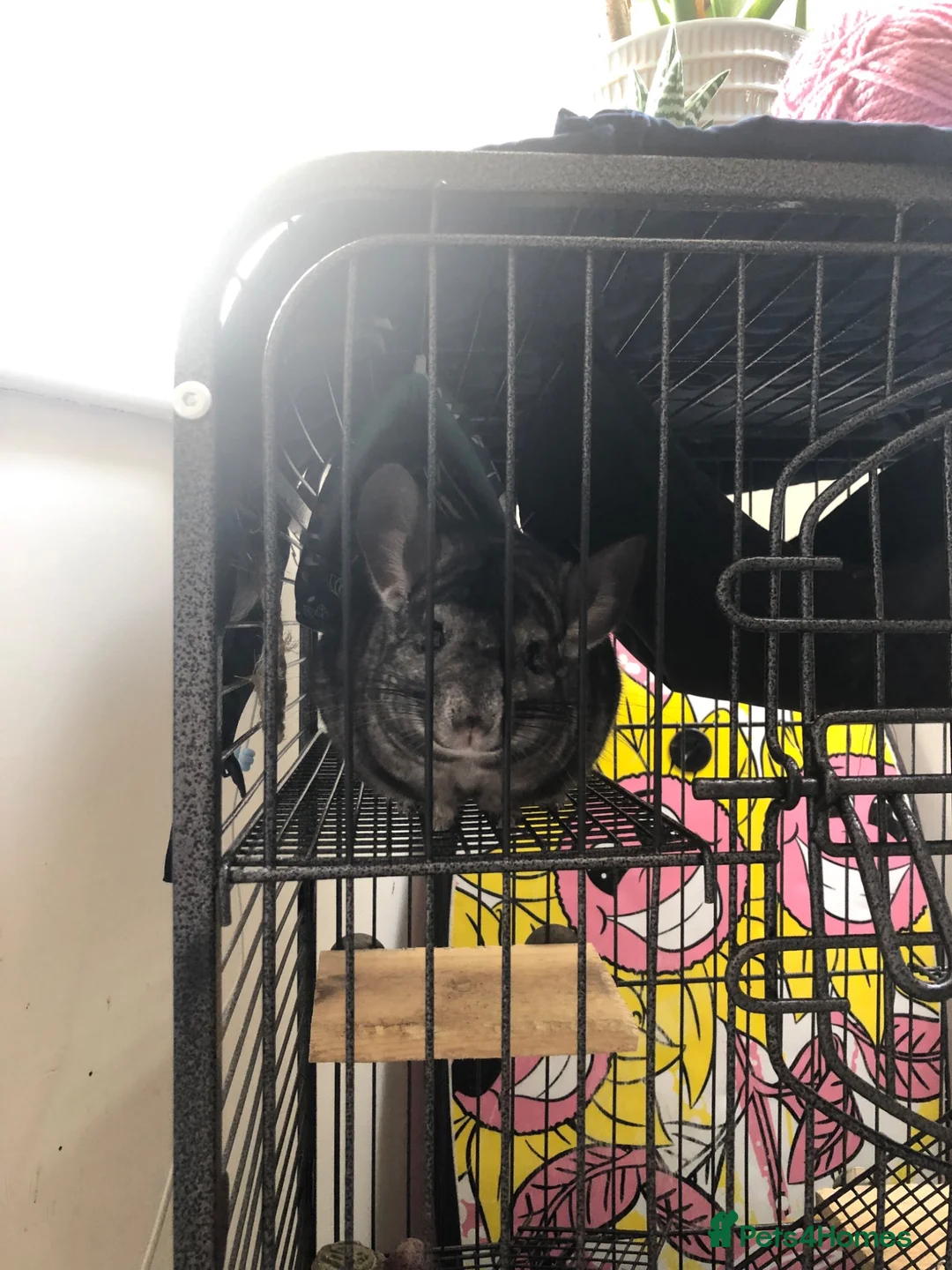 Chinchilla rodents for sale: Male Chinchilla + Cage setup for sale  - Advert 2