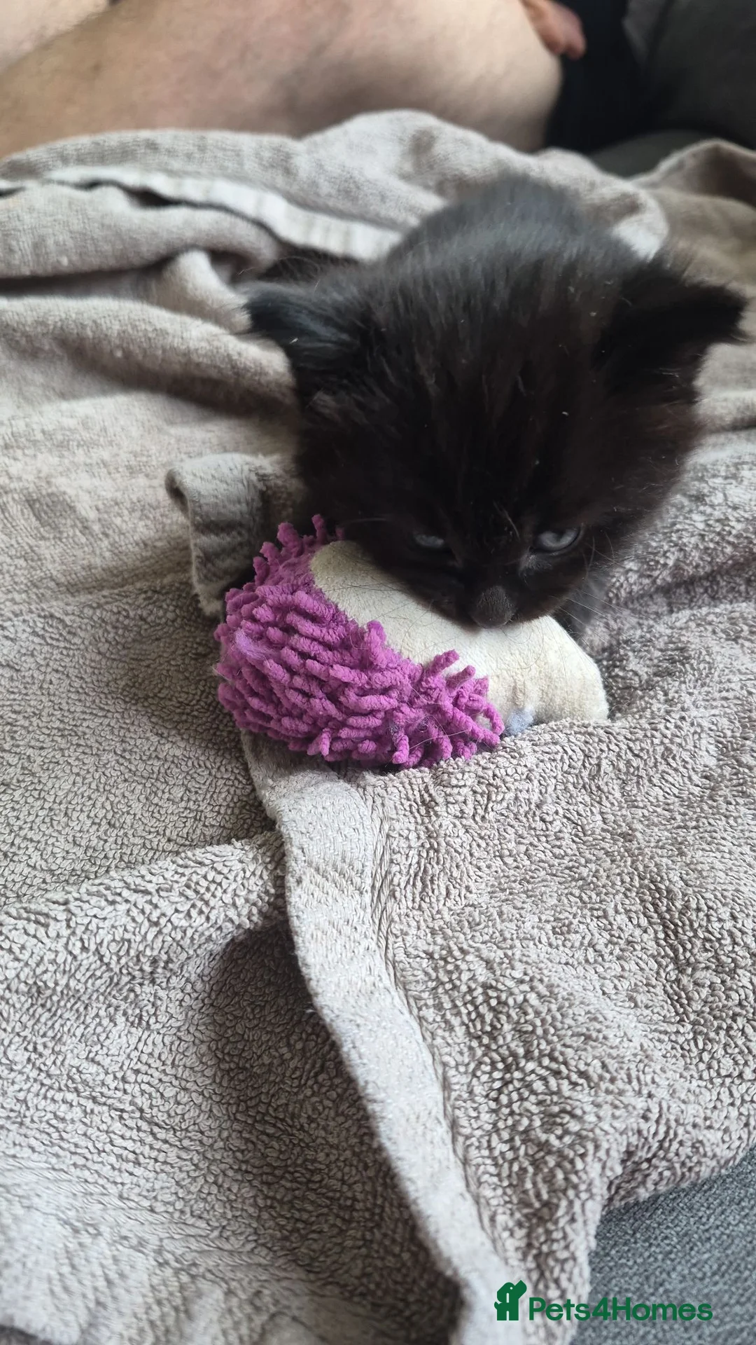 Mixed Breed cats for sale: 4 Beautiful Fluffy Kittens - Advert 19
