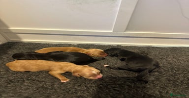 Cocker Spaniel dogs - Advert 16