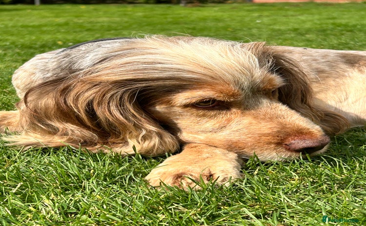 Cocker Spaniel dogs in Preston - Advert 9