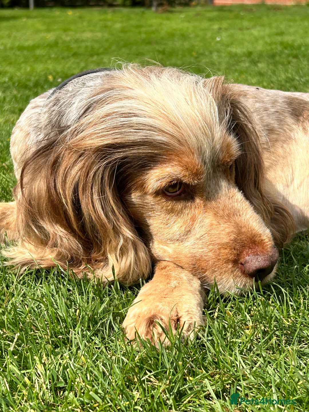 Cocker Spaniel dogs for stud: KC ‘Best Practice’ Health 🐾Show 🐾160+ pups born in Preston - Image 1