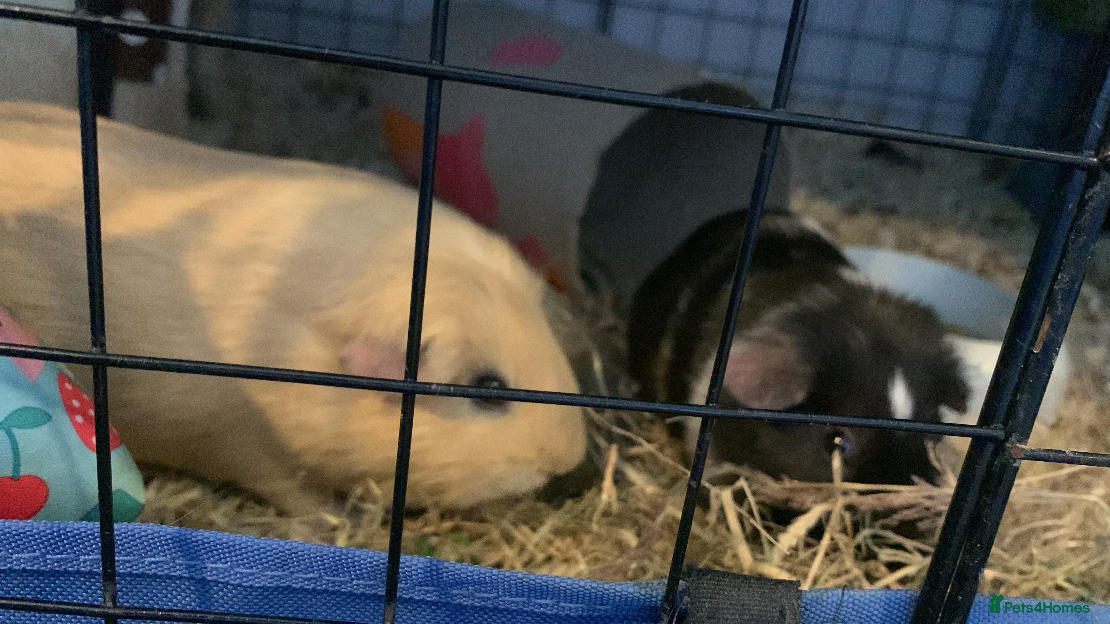 Guinea Pig rodents Mum and baby Guinea pigs - Advert 1