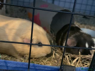 Guinea Pig rodents Mum and baby Guinea pigs - Advert 1