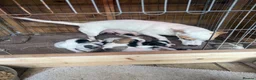 Jack Russell dogs for sale: Stunning jack Russell puppies  in Doncaster - Advert 9