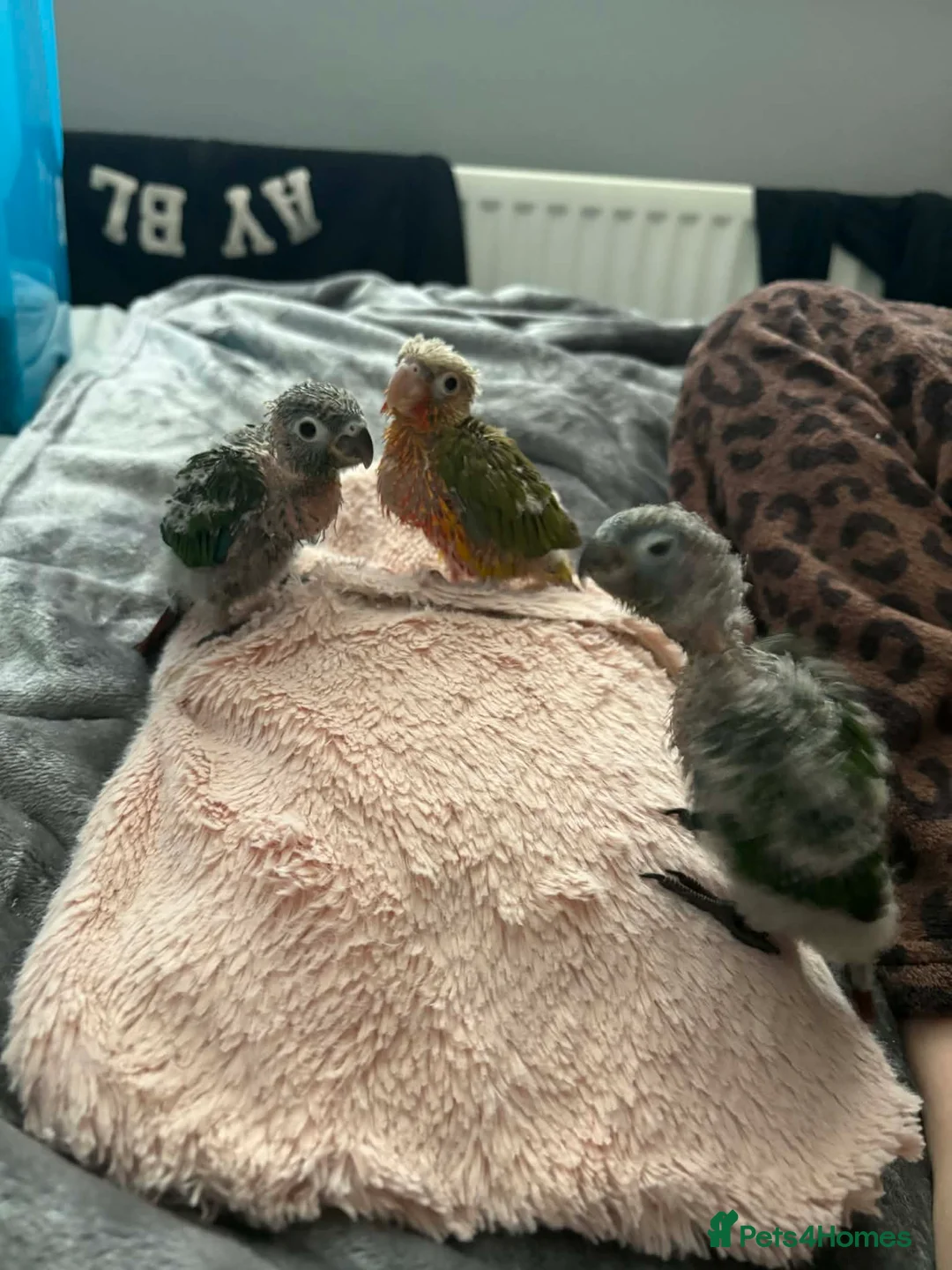 Conures birds for sale: Hand tamed pineapple green cheeked Conures’s in South Shields - Advert 2