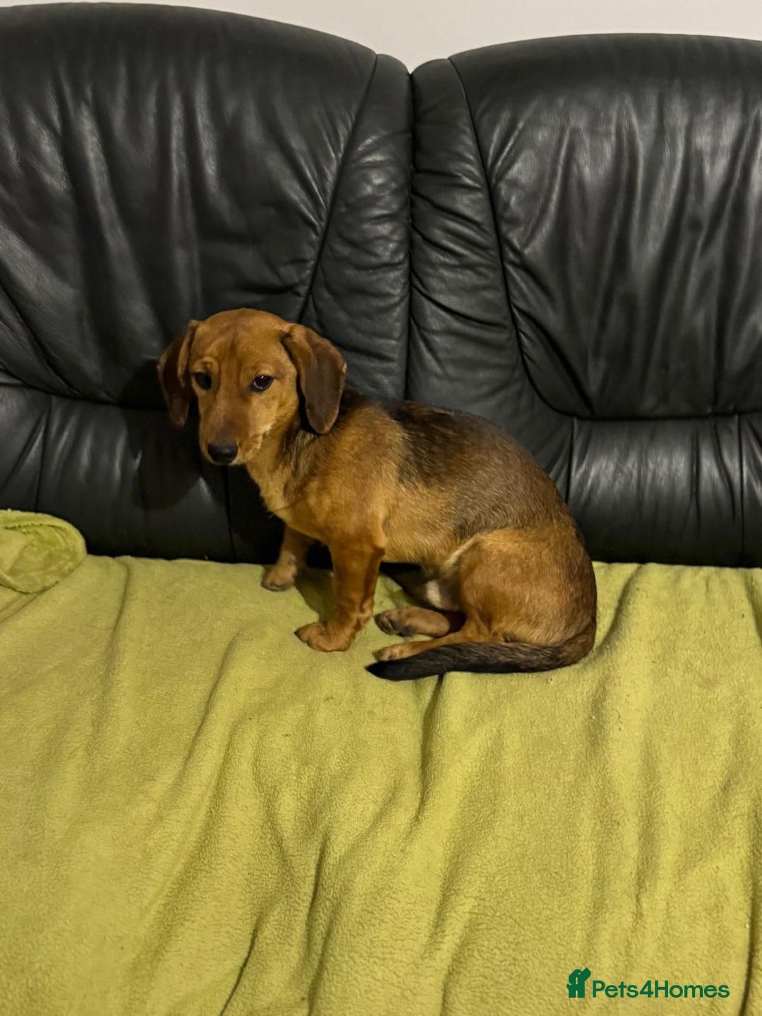 Mixed Breed dogs for adoption: Cutie pie Alex ready for his home - Advert 18