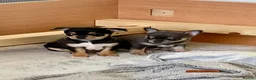 Chihuahua dogs for stud: KC Registered Chihuahua Boy For Stud Use Only - Advert 3