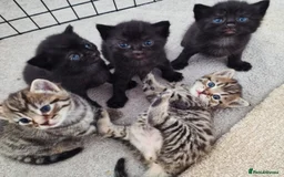 Mixed Breed cats for sale: Beautiful kittens for loving homes from 8th Aug  - Image 1