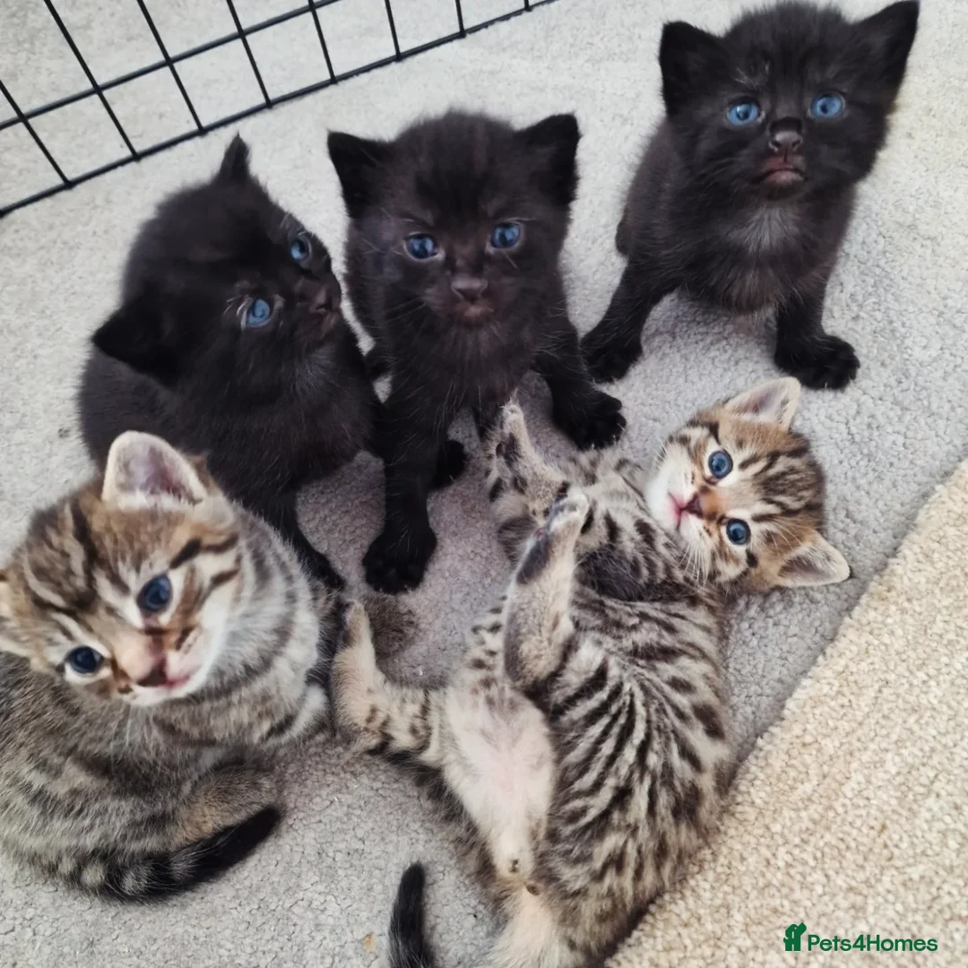 Mixed Breed cats for sale: Beautiful kittens for loving homes from 8th Aug  - Image 1