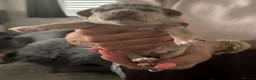 Chihuahua dogs for sale: Gorgeous Rare Chihuahua Puppies  - Advert 9