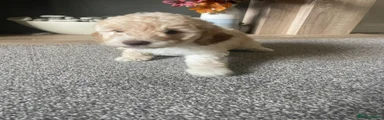 Labradoodle 6