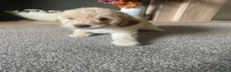 Labradoodle dogs for sale: ⭐️ F1b Miniature Labradoodles⭐️ - Advert 4