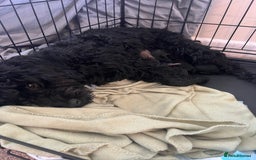 Cockapoo dogs for sale: 2 beautiful F2 cockapoos  - Image 10