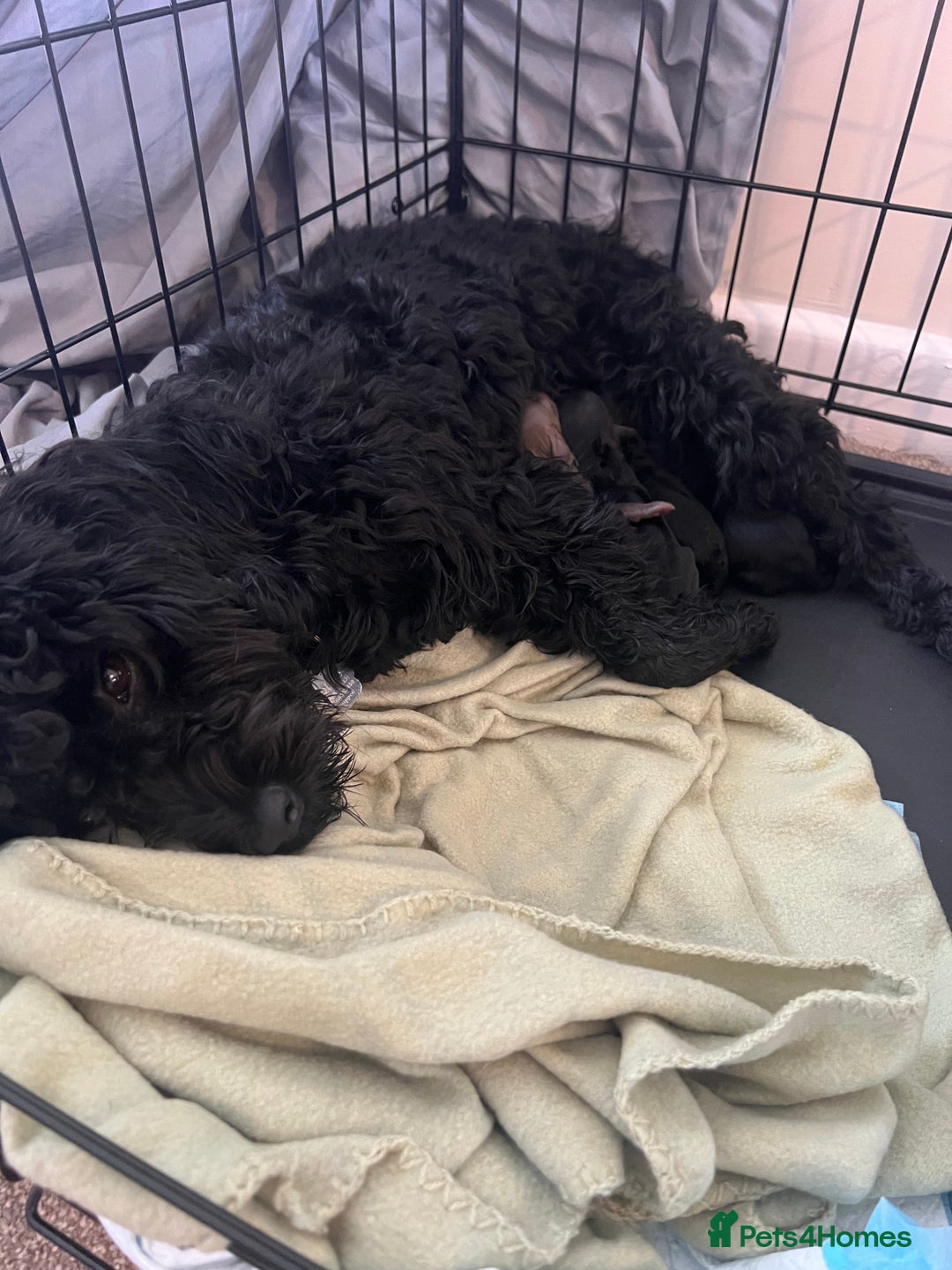 Cockapoo dogs for sale: 2 beautiful F2 cockapoos  - Image 10