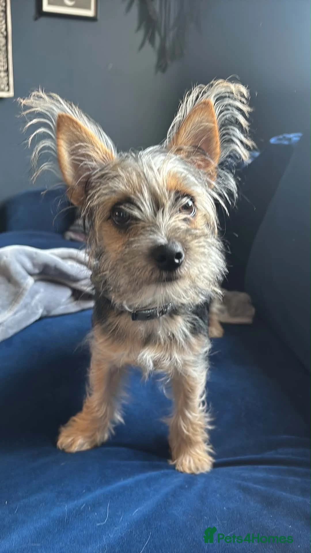 Chorkie dogs for sale: 6 month old chorkie  - Advert 2
