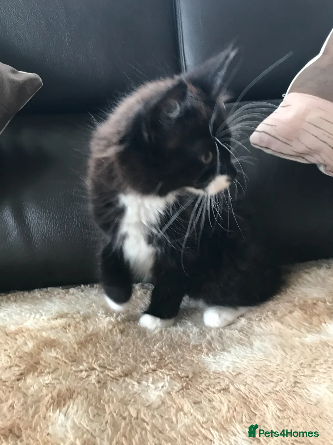 Mixed Breed cats for sale: 1 beautiful female kitten for sale - Advert 2