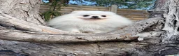 Pomeranian dogs for sale: SUPER TINY WHITE POMERANIAN BOY - Advert 30