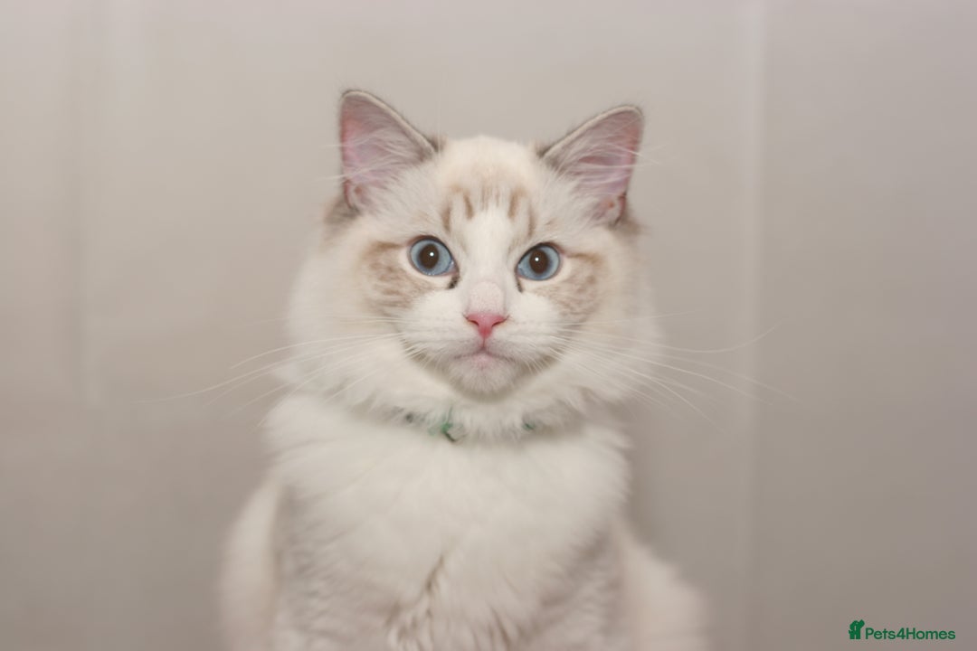 Ragdoll cats for sale: Last 1 Ragdoll kittens TICA registered boy - Advert 22