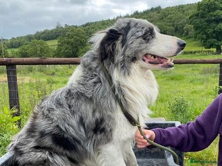 Border Collie dogs ISDS Registered Blue Merle Stud Dog in Knighton - Advert 9