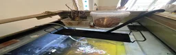 Turtle reptiles for sale: 2x Orange belly side neck with full setup - Advert 16
