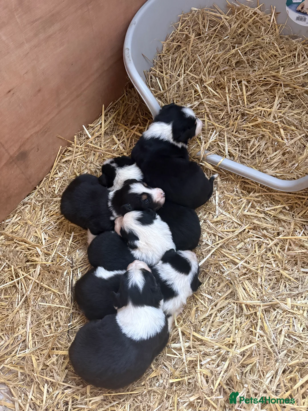 Border Collie dogs for sale: 6 Border Collie Pups 🐾 - Advert 9