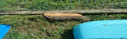 Guinea Pig rodents for sale: Baby boys available  - Advert 7