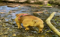 English Bulldog dogs for sale: Beautiful bulldog in Crowborough - Image 15