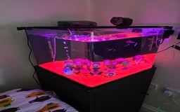 Tetras fish for sale: 50L Aquarium - Image 1