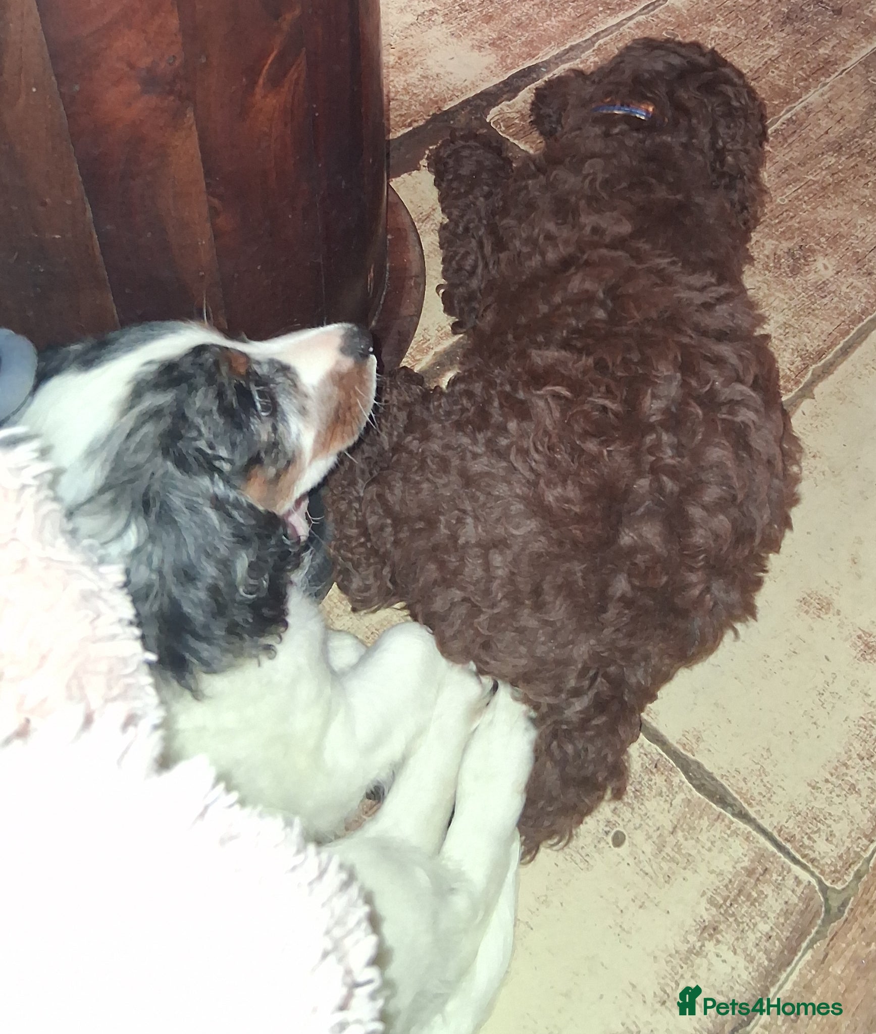 Cockapoo dogs Ready now stunning  last 2 f2b cockerpoo males. - Advert 15