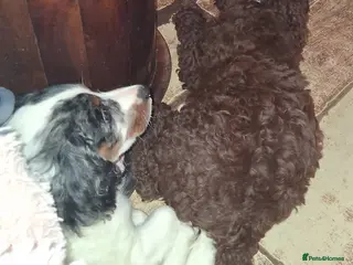 Cockapoo dogs Ready now stunning last 2 f2b cockerpoo males. - Advert 15