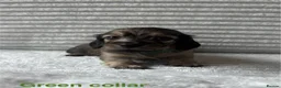 Miniature Dachshund dogs for sale: Beautiful Long-Haired Miniature Dachshund Puppies in Saint Austell - Advert 8